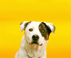 Blog Smiling Pets: Le blog qui fait sourire les animaux