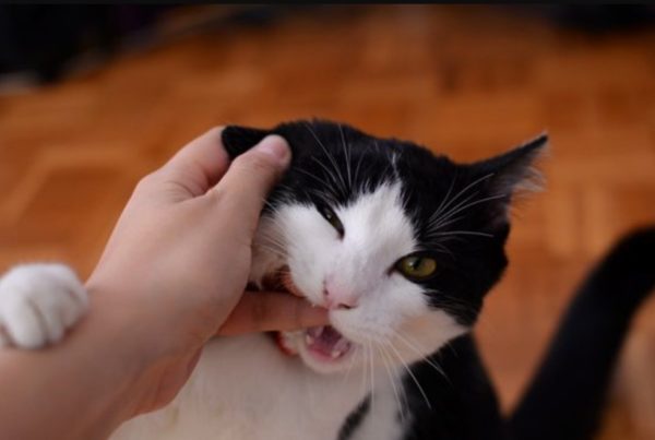 Pourquoi votre chat vous mord?