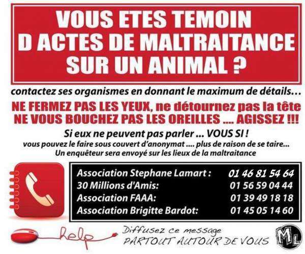 La maltraitance animale doit être signalée