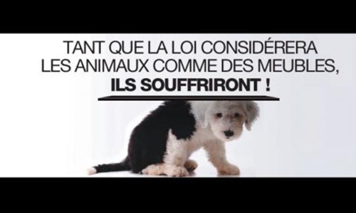 Les lois de protection animale