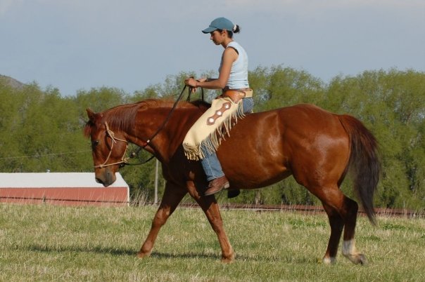 L’équitation éthologique: définition et application