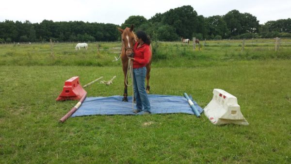 LA confiance en équitation éthologique