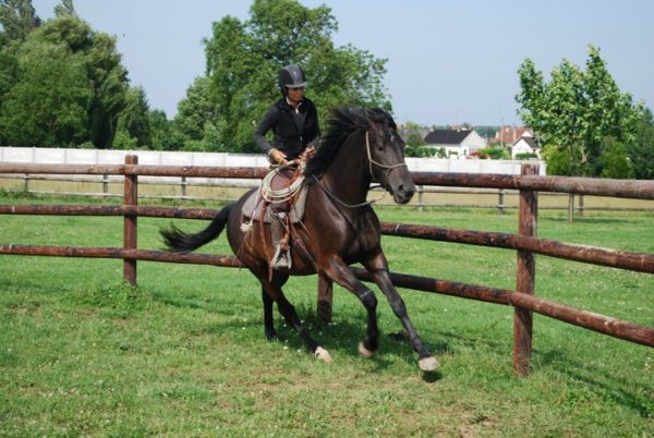 Débourrage en équitation éthologique