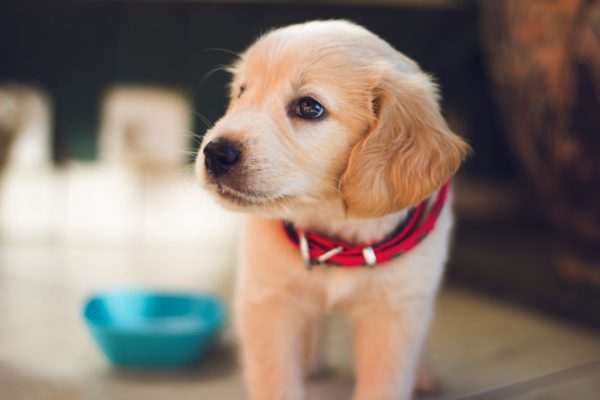 Adopter un chiot: les accessoires indispensables à acheter