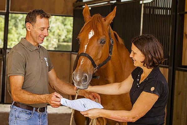 Acheter un cheval - Les dépenses à prévoir