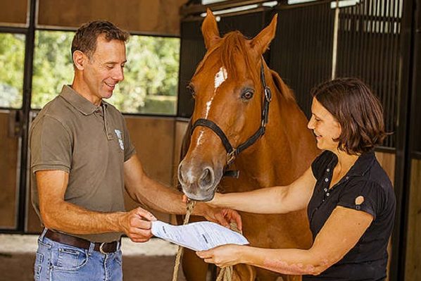 Acheter un cheval: les dépenses à prévoir