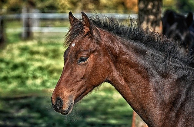 Nom de cheval en K en 2020