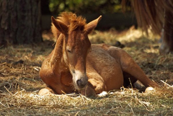 Nom de cheval en K en 2020