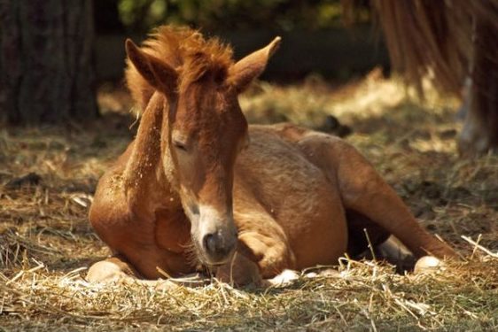 Quel nom de cheval en K choisir en 2020?