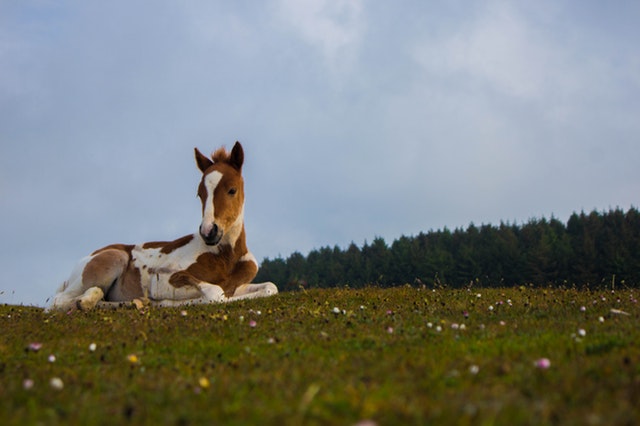 Nom de cheval en K en 2020