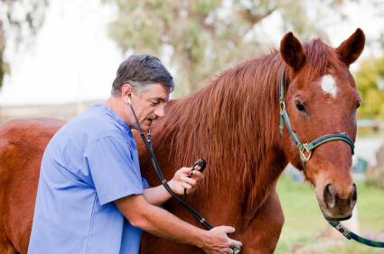 Acheter un cheval - La visite d'achat