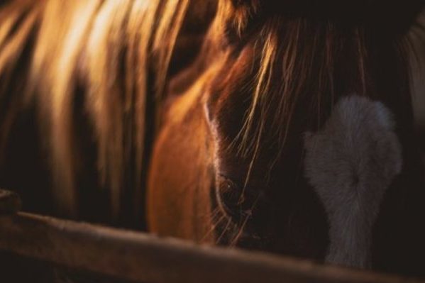 Maltraitance sur un cheval: comment et à qui le signaler?