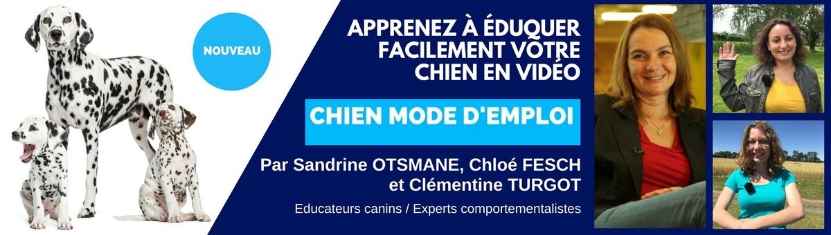 Éduquer votre chien