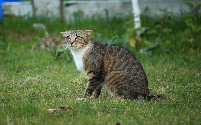 Les oreilles pour connaitre l'émotion d'un chat