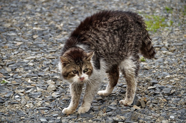 Les émotions du chat: le gros dos