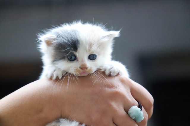 Quel Nom De Chat En R Choisir En Equirelation