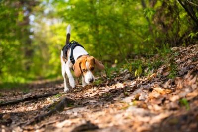 LEs chiens aiment renifler