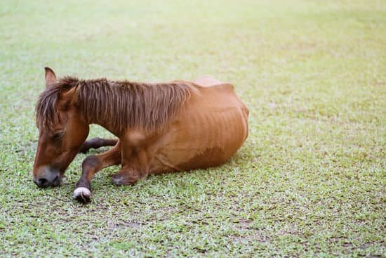 SIgnaler un cas de maltraitance sur un cheval