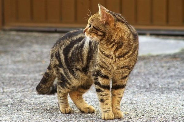 Le chat libre, qu’est-ce que c’est?