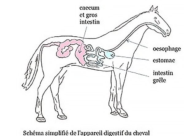 Le système digestif du cheval