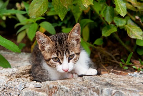 Campagnes de stérilisation des chats