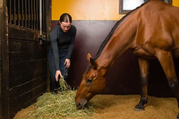 Bien nourrir son cheval: tout ce qu’il faut savoir