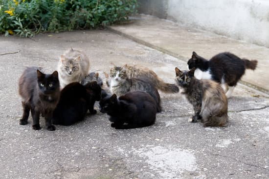 Population de chats errants