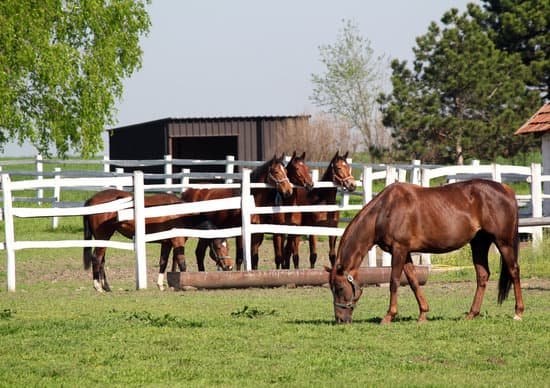 Pâturage cheval