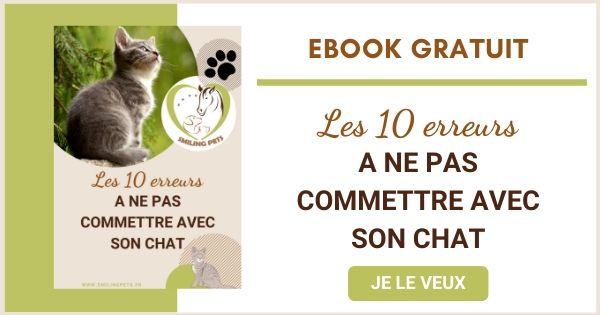 Les 10 erreurs à ne pas commettre avec son chat