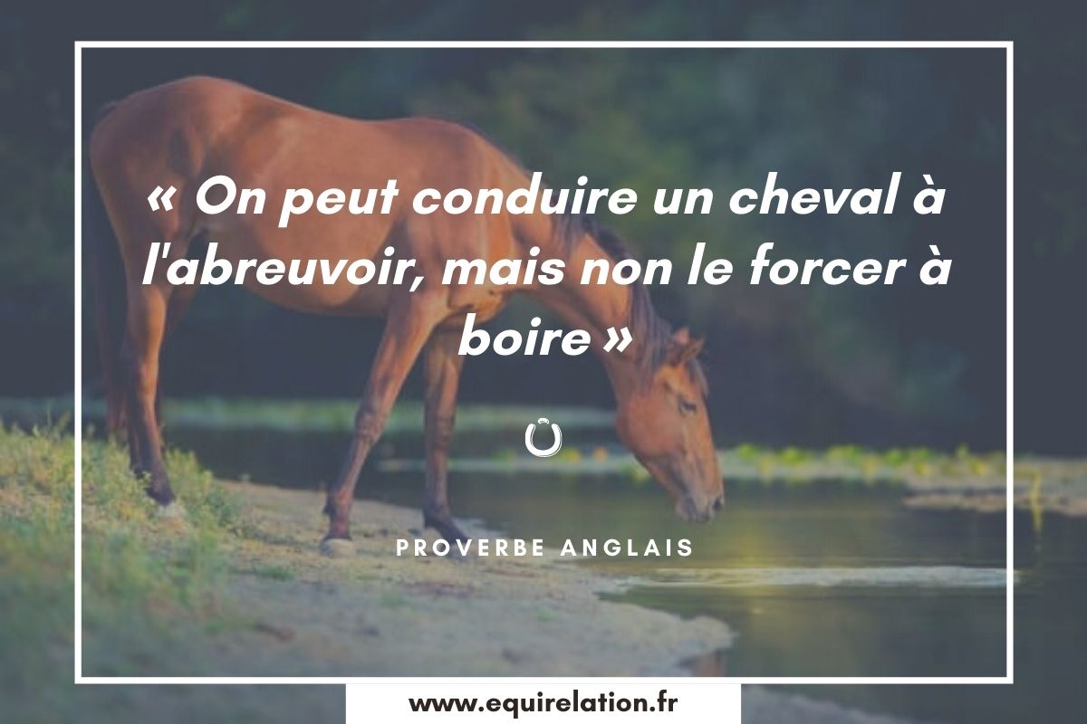 Les 75 Plus Belles Citations Sur Les Chevaux Equirelation