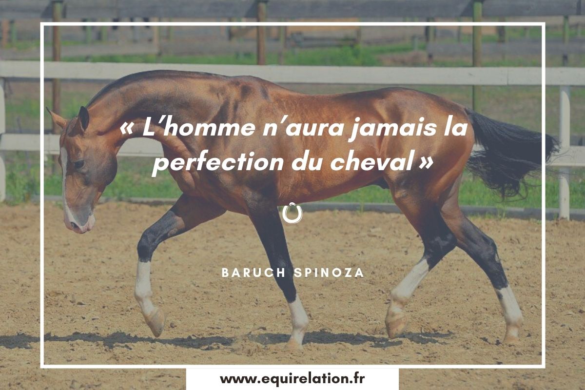 Les 75 Plus Belles Citations Sur Les Chevaux Equirelation