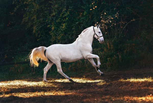 Les plus belles citations sur les chevaux