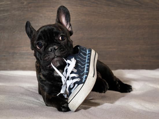 Chien qui mastique une chaussure