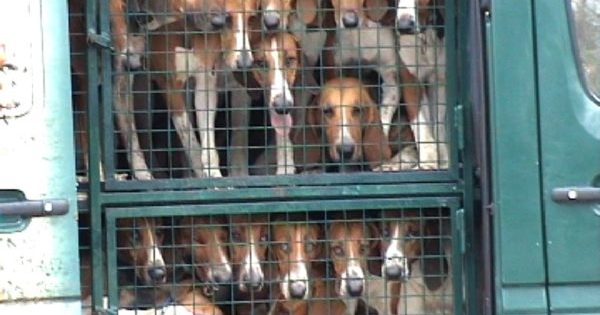 Interdiction de la chasse à courre