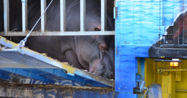 Interdiction des animaux sauvages dans les spectacles