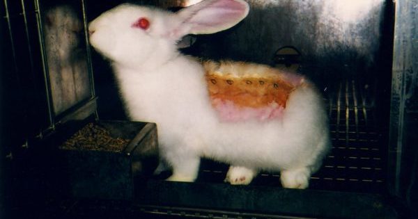 Interdiction de l'expérimentation animale