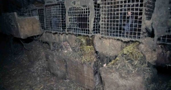 Interdiction des élevages à fourrures