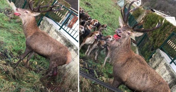 Interdiction de la chasse à courre