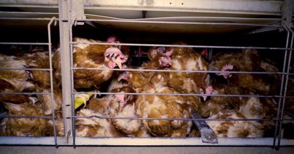 Interdiction de l'élevage en cage