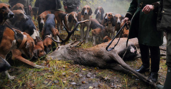 Interdiction de chasse à courre