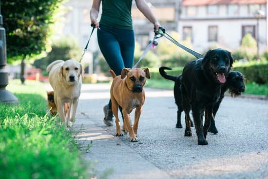 Faire garder son chien et son chat par un pet sitter