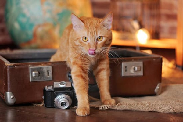 3 moyens de faire garder son chien et son chat pendant les vacances