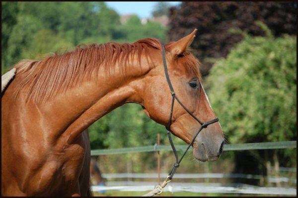Les fondamentaux du travail à pied