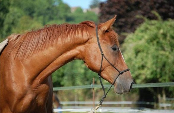 Les 3 fondamentaux du travail à pied
