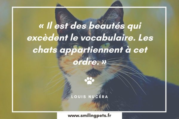 Les 70 Plus Belles Citations Sur Les Chats Equirelation