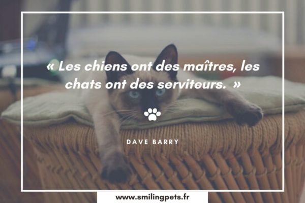 Citation chat Dave Barry