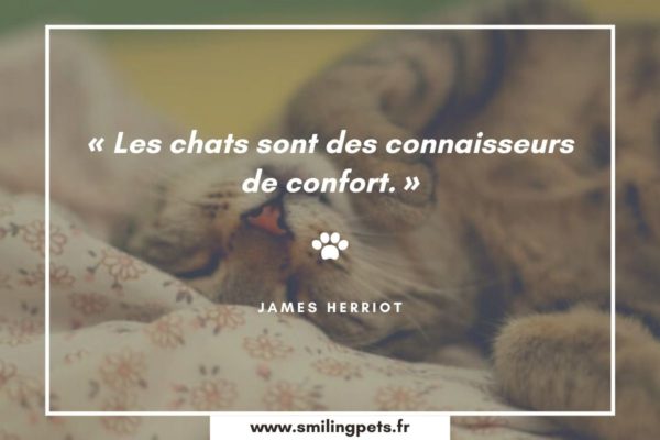Citation chat James Herriot