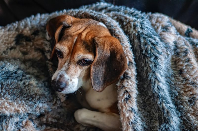 L'anxiété chez le chien