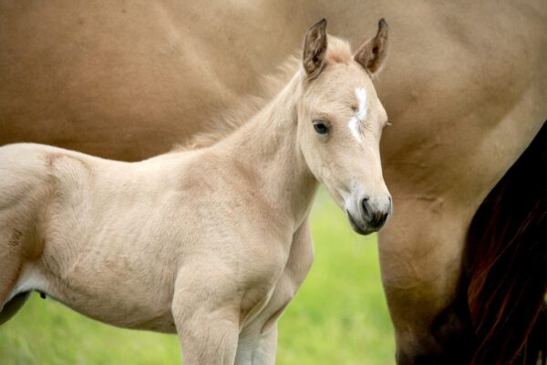 Nom de cheval en M en 2022