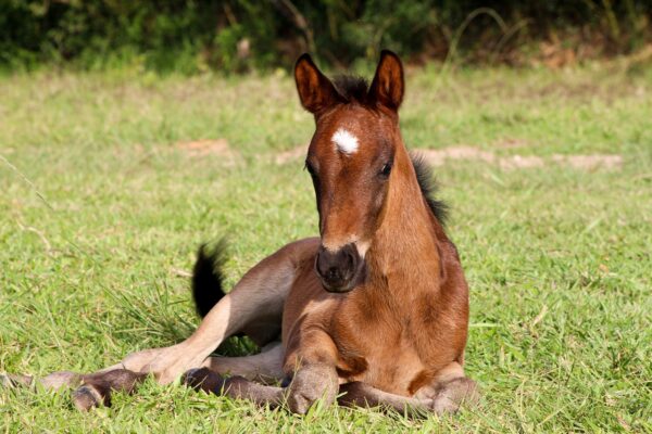 Nom de cheval en M en 2022